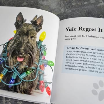 Dogs Gone Bad Real Life Stories Book