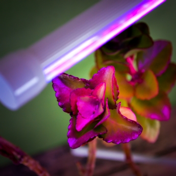 Grow lights for flowering plants discount