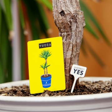 Don't Kill Your Houseplants Survival Guide 