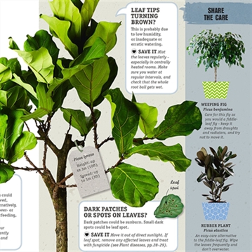 How Not to Kill Your Houseplant Book