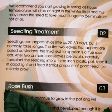 personalised name a rose bush