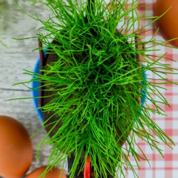Grow Your Own Hairy Cockerel