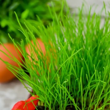 Grow Your Own Hairy Cockerel