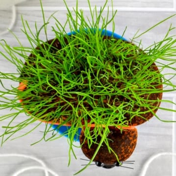 Grow Your Own Hairy Pussycat