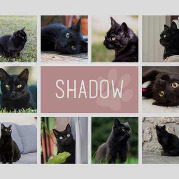 Personalised Cat Photo Collage Print