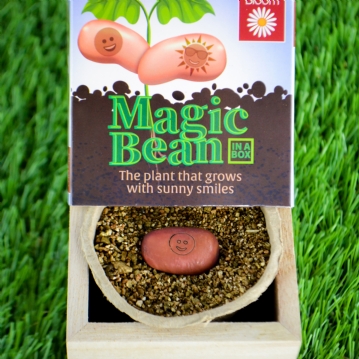 Grow Your Own Magic Lucky Bean in a Box