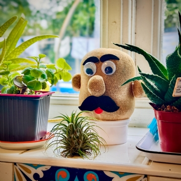 Grow Your Own Grass Head