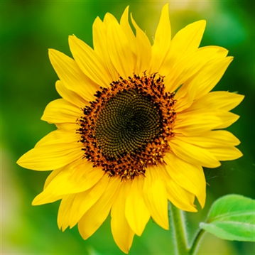Grow Your Own Giant Sunflower