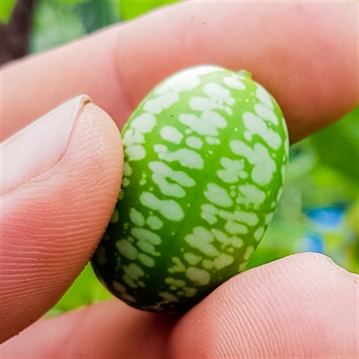 Grow Your Own Cucamelon