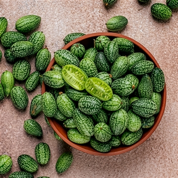 Grow Your Own Cucamelon