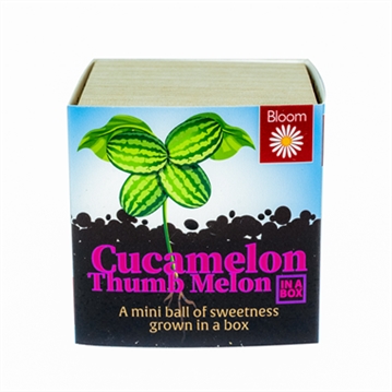 Grow Your Own Cucamelon