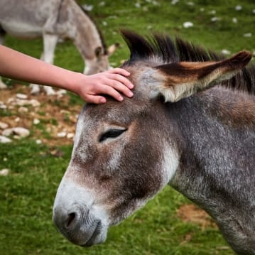 Adopt A Donkey Gift Pack