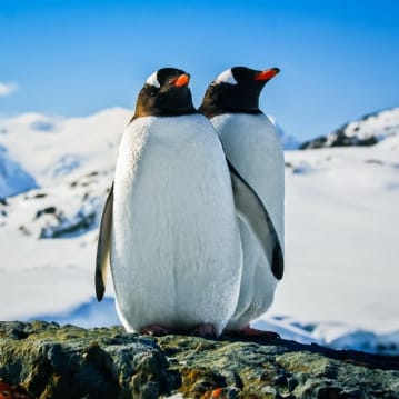 Adopt a Penguin