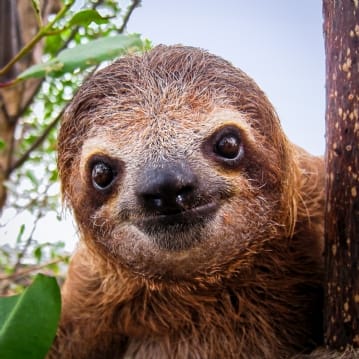 Adopt a Sloth