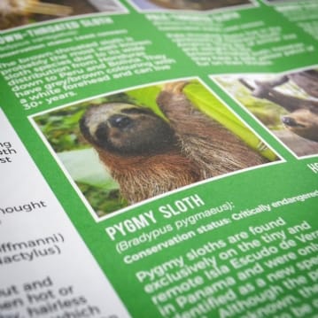 Adopt a Sloth