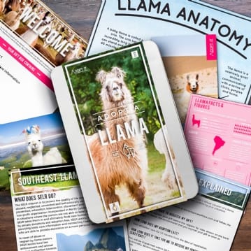 Adopt an Animal Gift Packs