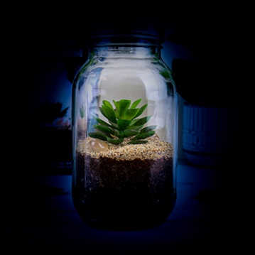 Solar Powered Light Up Terrarium