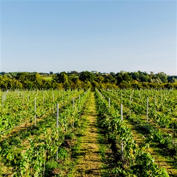 Luxury Under the Stars with Breakfast, Wine Tasting and Tour