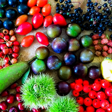 Forage in London - The Edible City