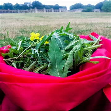Forage in London - The Edible City