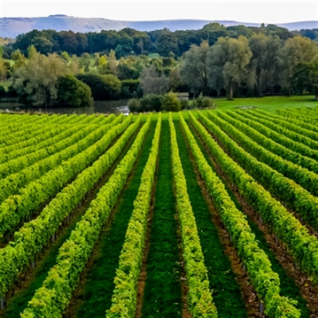 Hiver's Rural Beekeeping and Beer Tasting