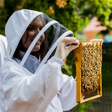 Hands-On Beekeeping & Craft Beer Tasting in London