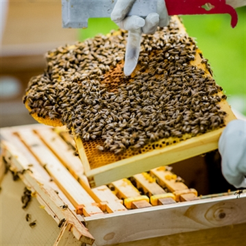 Hands-On Beekeeping & Craft Beer Tasting in London