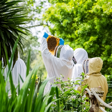 Hands-On Beekeeping & Craft Beer Tasting in London