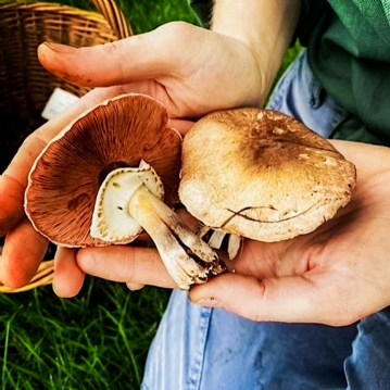 Wild Foraging Experience & Seasonal Feast