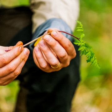 Wild Foraging Experience & Seasonal Feast
