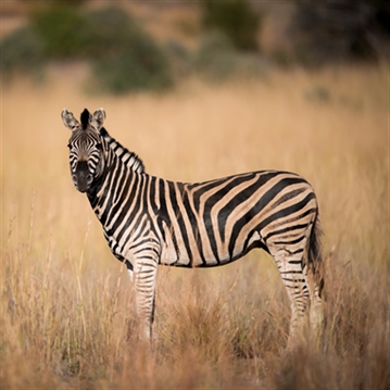 NatureEye Remote Drone Experience