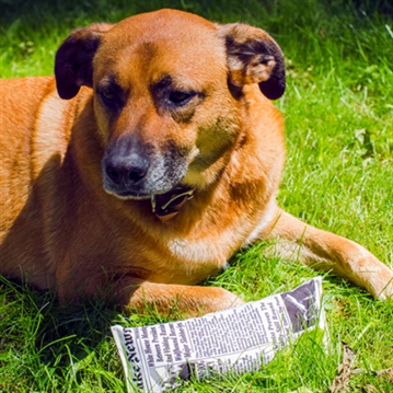 Fake News Dog Toy