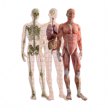 Human Anatomy Layer Puzzle