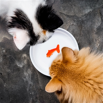 Goldfish Cat Bowl