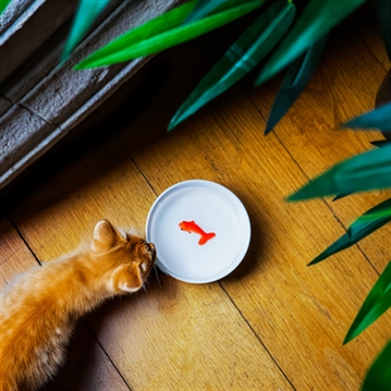 Goldfish Cat Bowl