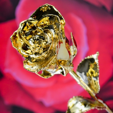 24k Gold Rose