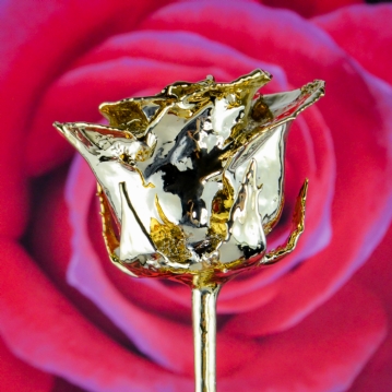 24k Gold Rose