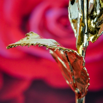 24k Gold Rose