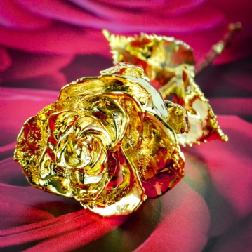 24k Gold Rose
