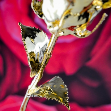 24k Gold Rose