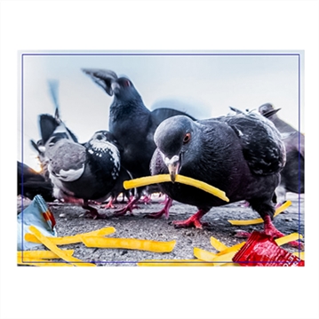 Lovely Birds in Nature Prank Jigsaw Puzzle 300pcs
