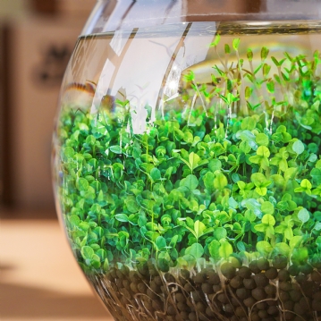 Water Garden Grow Kit