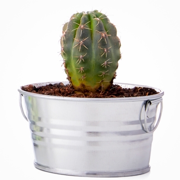 Grow Your Own Cactus Plant