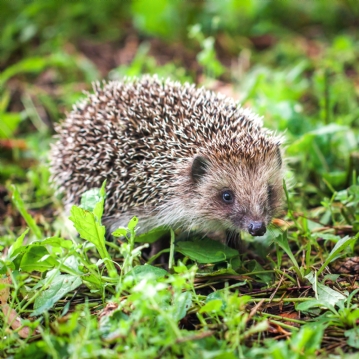 Igloo Hedgehog Home