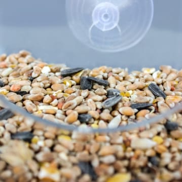 Dewdrop Window Bird Feeder