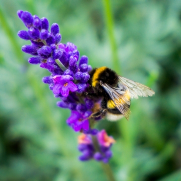 For The Love Of Bees Gift pack