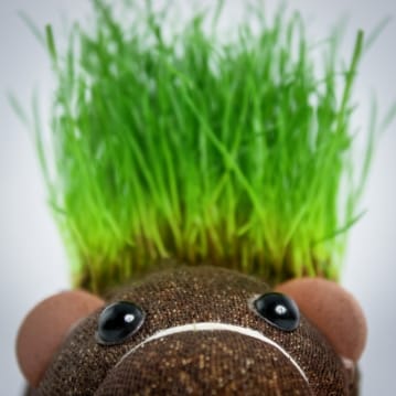 Grow Your Own Hairy Beaver