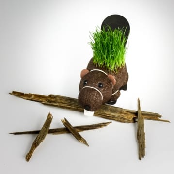 Grow Your Own Hairy Beaver