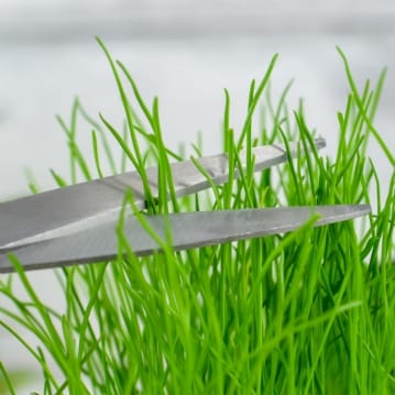 Grow Your Own Hairy Beaver