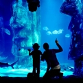 Thumbnail 2 - Sealife London Aquarium 2 Course Meal at The Hard Rock Cafe for Two